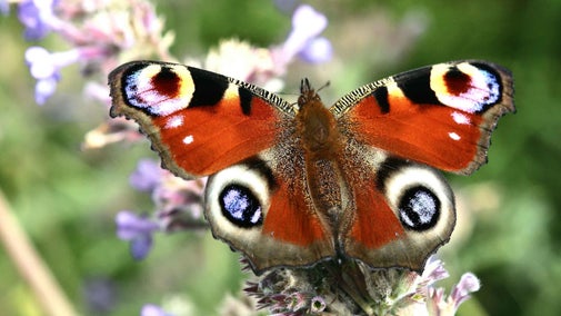 Peacock butterfly in the garden at Quarry Bank Mill, Cheshire